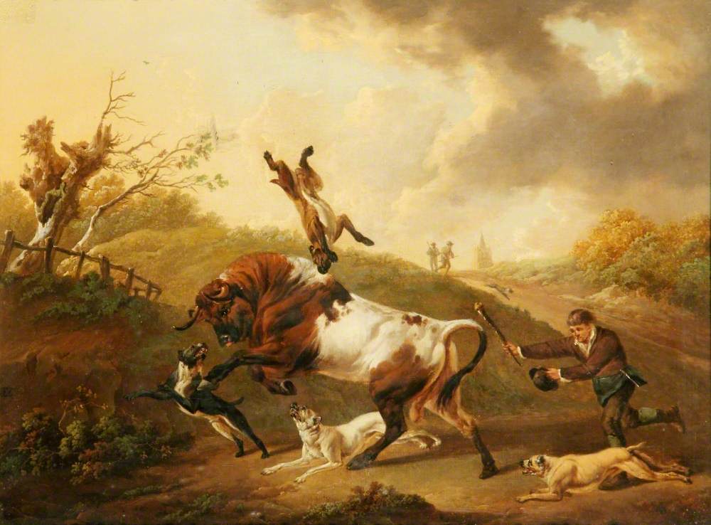 Bull Terriers Baiting a Bull | Art UK