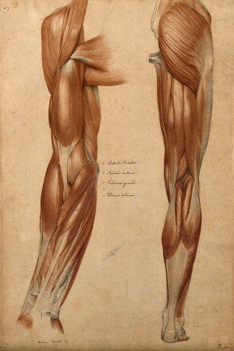 Muscles and Tendons of the Arm and Leg: Two Écorché Figures | Art UK