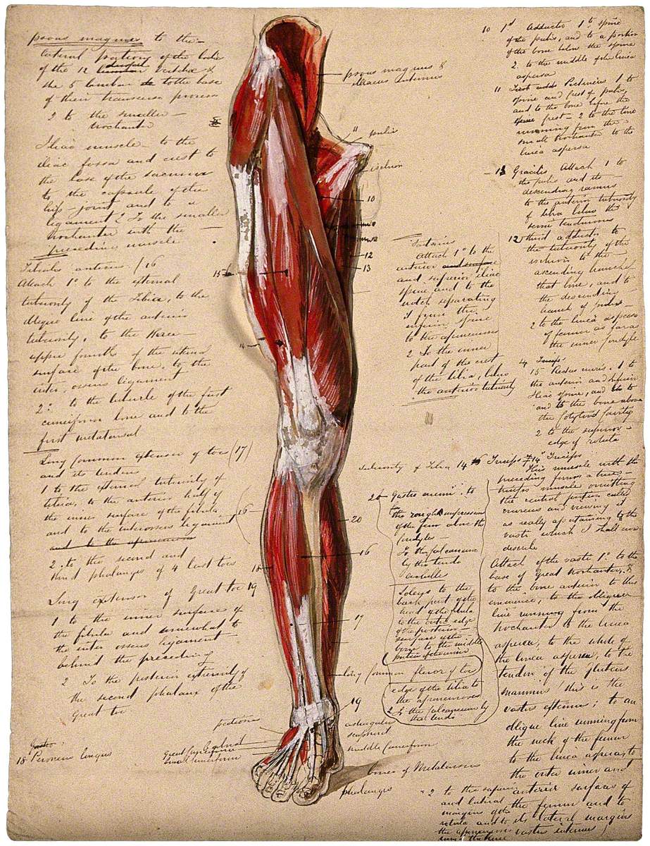 Muscles of the Leg and Foot: Front View | Art UK